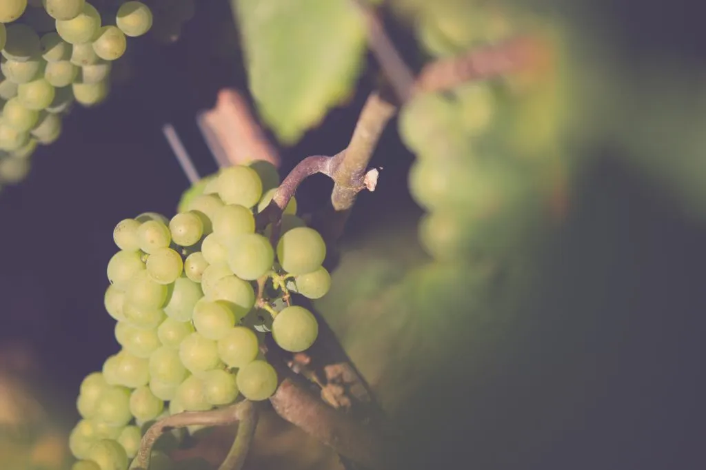 Rieslingtrauben kurz vor der Lese im Rheingau